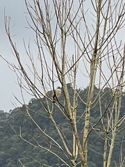 Rupornis magnirostris