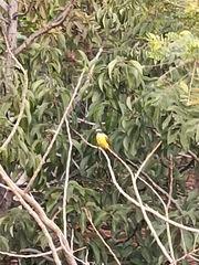 Pitangus sulphuratus