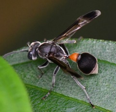 Ropalidia sumatrae