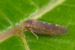 Speudotettix subfusculus