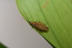 Balta bicolor