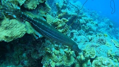 Aulostomus maculatus