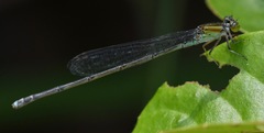 Pseudagrion australasiae