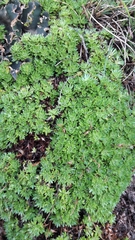 Saxifraga fragosoi