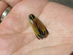 Epistomentis pictus