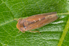 Speudotettix subfusculus