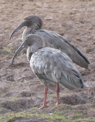 Theristicus caerulescens
