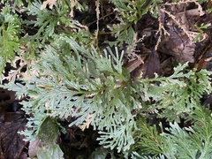 Selaginella longipinna