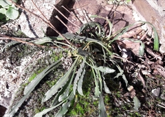 Anarrhinum bellidifolium