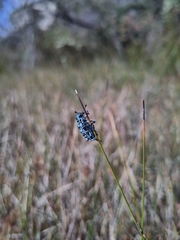 Chrysolopus spectabilis