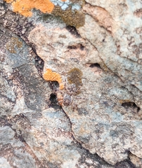 Salticidae