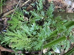 Selaginella longipinna