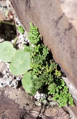Oeosporangium