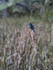 Chrysolopus spectabilis