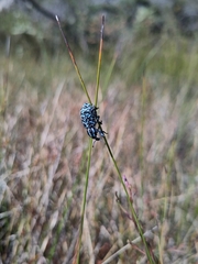 Chrysolopus spectabilis