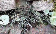 Asplenium septentrionale