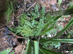 Selaginella longipinna