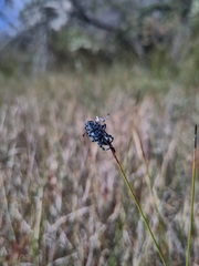 Chrysolopus spectabilis