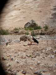 Oressochen melanopterus