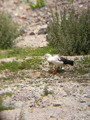 Oressochen melanopterus