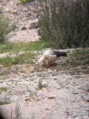 Oressochen melanopterus