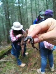 Pseudoeurycea leprosa