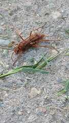 Tachypompilus mendozae