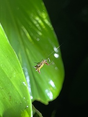 Micrathena guerini