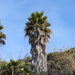 Washingtonia robusta - Photo (c) itazura, μερικά δικαιώματα διατηρούνται (CC BY-NC)