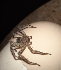 Arachnida
