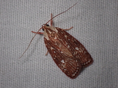 Euchaetis metallota