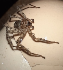 Arachnida
