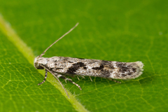 Caryocolum blandella