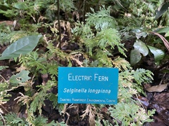 Selaginella longipinna