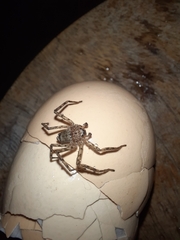 Arachnida