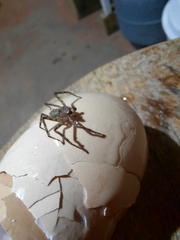 Arachnida