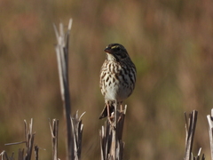 Passerculus sandwichensis beldingi