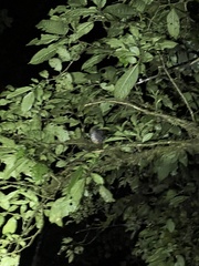 Turdus ignobilis