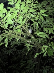 Turdus ignobilis