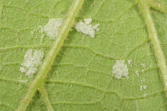 Colomerus vitis