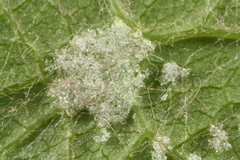 Colomerus vitis