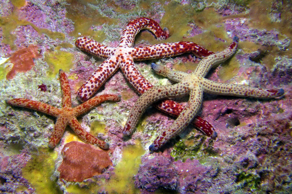 Spotted Linckia