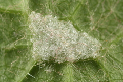 Colomerus vitis