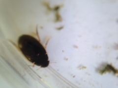 Tropisternus lateralis