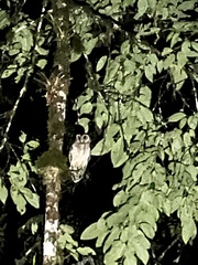 Strix virgata