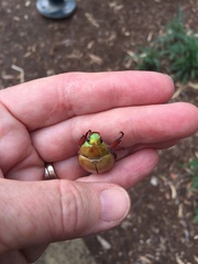 Anoplognathus olivieri