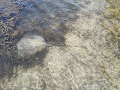 Hemitrygon fluviorum