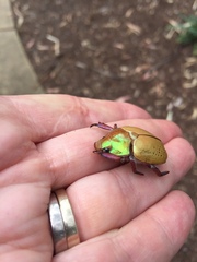 Anoplognathus olivieri