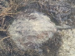 Hemitrygon fluviorum