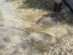 Hemitrygon fluviorum